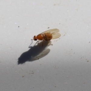 Lauxaniidae (family) at Paddys River, ACT - 15 Mar 2021 12:32 PM