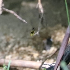 Vespula germanica (German Yellowjacket Wasp (also known as European Wasp)) at Paddys River, ACT - 15 Mar 2021 by RodDeb