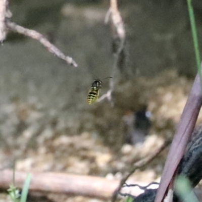 Vespula germanica (German Yellowjacket Wasp (also known as European Wasp)) at Paddys River, ACT - 15 Mar 2021 by RodDeb