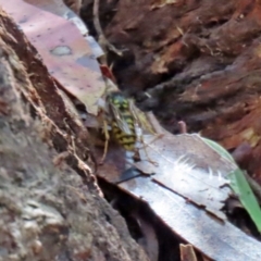 Vespula germanica at Paddys River, ACT - 15 Mar 2021 02:12 PM