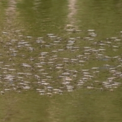 Aquarius antigone (Water strider, pond skater) at Paddys River, ACT - 15 Mar 2021 by RodDeb