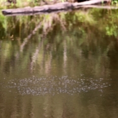 Aquarius antigone at Paddys River, ACT - 15 Mar 2021