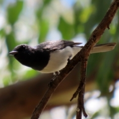 Myiagra rubecula (Leaden Flycatcher) at Paddys River, ACT - 15 Mar 2021 by RodDeb