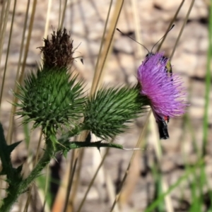 Cirsium vulgare at Paddys River, ACT - 15 Mar 2021