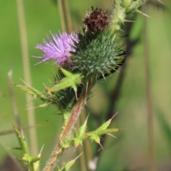 Cirsium vulgare at Paddys River, ACT - 15 Mar 2021