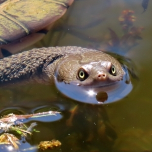 Chelodina longicollis at Paddys River, ACT - 15 Mar 2021