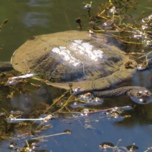 Chelodina longicollis at Paddys River, ACT - 15 Mar 2021 02:55 PM