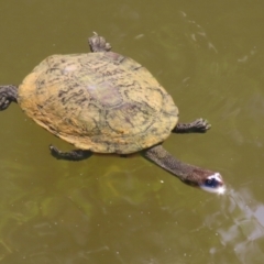 Chelodina longicollis at Paddys River, ACT - 15 Mar 2021 02:55 PM