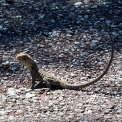 Intellagama lesueurii howittii (Gippsland Water Dragon) at Tidbinbilla Nature Reserve - 15 Mar 2021 by RodDeb