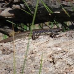 Eulamprus heatwolei (Yellow-bellied Water Skink) at Paddys River, ACT - 15 Mar 2021 by RodDeb
