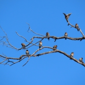 Hirundo neoxena at Paddys River, ACT - 15 Mar 2021