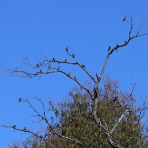 Hirundo neoxena at Paddys River, ACT - 15 Mar 2021