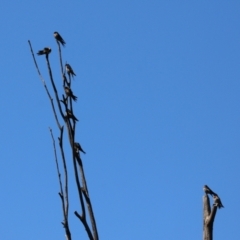 Hirundo neoxena at Paddys River, ACT - 15 Mar 2021 02:45 PM