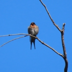 Hirundo neoxena at Paddys River, ACT - 15 Mar 2021 02:45 PM