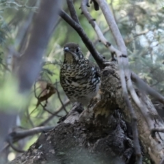 Zoothera lunulata at Paddys River, ACT - 15 Mar 2021 03:51 PM