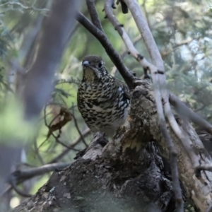 Zoothera lunulata at Paddys River, ACT - 15 Mar 2021 03:51 PM