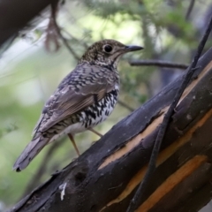 Zoothera lunulata at Paddys River, ACT - 15 Mar 2021 03:51 PM