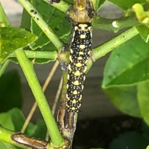 Papilio anactus at Aranda, ACT - 17 Mar 2021