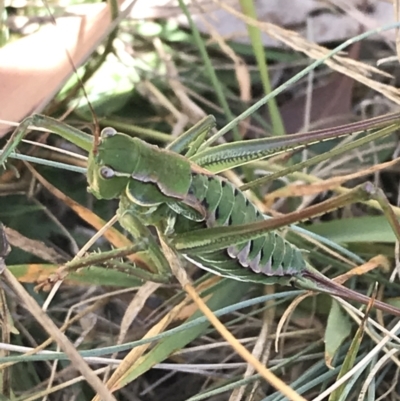 Chlorodectes montanus (Montane green shield back katydid) at Tantangara, NSW - 7 Mar 2021 by Tapirlord