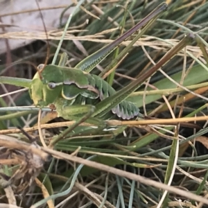 Chlorodectes montanus at Tantangara, NSW - 7 Mar 2021 02:08 PM