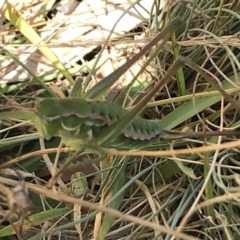 Chlorodectes montanus at Tantangara, NSW - 7 Mar 2021 02:08 PM