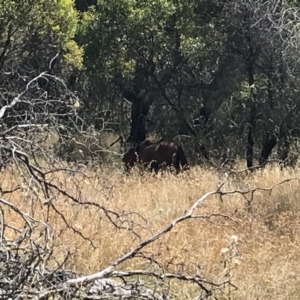 Equus caballus at Tantangara, NSW - suppressed