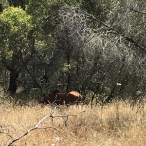 Equus caballus at Tantangara, NSW - 7 Mar 2021