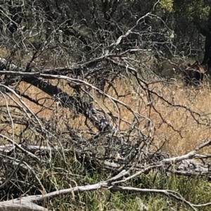 Equus caballus at Tantangara, NSW - suppressed