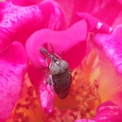 Stomorhina sp. (genus) (Snout fly) at Kaleen, ACT - 13 Feb 2021 by Rixon