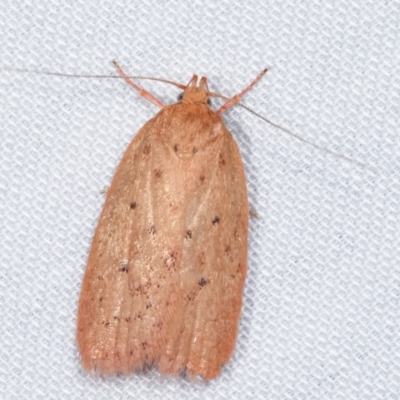 Garrha leucerythra (A concealer moth) at Paddys River, ACT - 12 Mar 2021 by kasiaaus