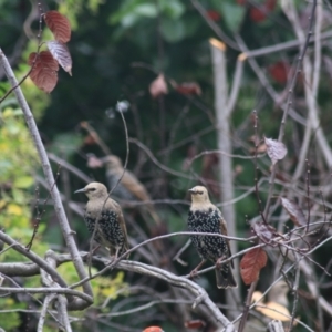 Sturnus vulgaris at Kaleen, ACT - suppressed