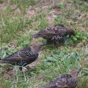 Sturnus vulgaris at Kaleen, ACT - suppressed