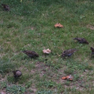 Sturnus vulgaris at Kaleen, ACT - suppressed