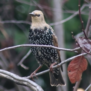 Sturnus vulgaris at Kaleen, ACT - suppressed