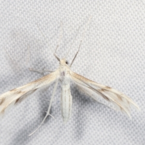 Wheeleria spilodactylus at Paddys River, ACT - 12 Mar 2021