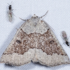 Loweria platydesma (Broken-banded Cape-moth) at Tidbinbilla Nature Reserve - 12 Mar 2021 by kasiaaus