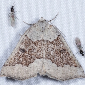 Loweria platydesma at Paddys River, ACT - 12 Mar 2021