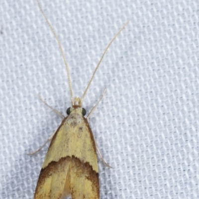 Crocanthes prasinopis (A Curved -horn moth) at Paddys River, ACT - 12 Mar 2021 by kasiaaus