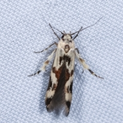 Stathmopoda melanochra (An Oecophorid moth (Eriococcus caterpillar)) at Tidbinbilla Nature Reserve - 12 Mar 2021 by kasiaaus