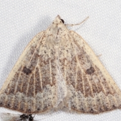 Amelora mesocapna (A Geometer moth) at Tidbinbilla Nature Reserve - 12 Mar 2021 by kasiaaus