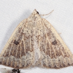 Amelora mesocapna (A Geometer moth) at Paddys River, ACT - 12 Mar 2021 by kasiaaus