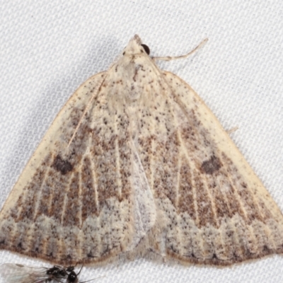 Amelora mesocapna (A Geometer moth) at Paddys River, ACT - 12 Mar 2021 by kasiaaus