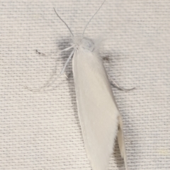 Tipanaea patulella at Paddys River, ACT - 12 Mar 2021