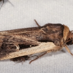 Proteuxoa tortisigna (Streaked Rictonis Moth) at Paddys River, ACT - 12 Mar 2021 by kasiaaus