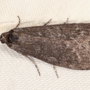 Heteromicta pachytera at Paddys River, ACT - 12 Mar 2021 10:01 PM