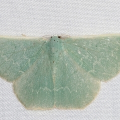 Prasinocyma semicrocea (Common Gum Emerald moth) at Tidbinbilla Nature Reserve - 12 Mar 2021 by kasiaaus