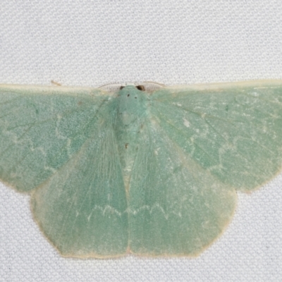 Prasinocyma semicrocea (Common Gum Emerald moth) at Tidbinbilla Nature Reserve - 12 Mar 2021 by kasiaaus