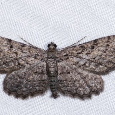 Psilosticha pristis (Little Brown Bark Moth) at Tidbinbilla Nature Reserve - 12 Mar 2021 by kasiaaus