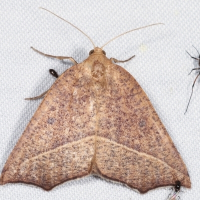 Gynopteryx ada (Orange Point-moth) at Tidbinbilla Nature Reserve - 12 Mar 2021 by kasiaaus