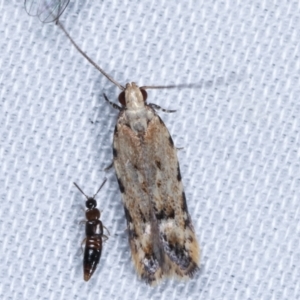 Ardozyga undescribed species nr decaspila at Paddys River, ACT - 12 Mar 2021